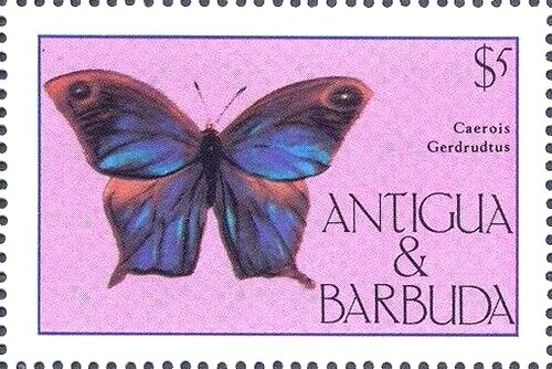 Hibiscus (Hibiscus rosa-sinensis) - Overprinted