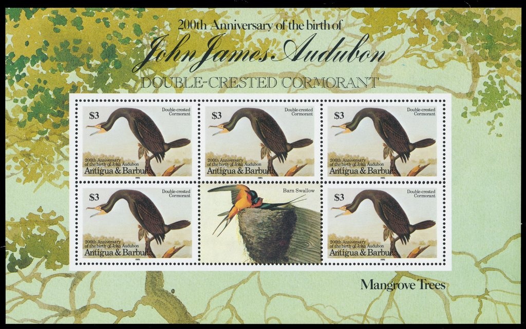 Atlantic Sailfish (Istiophorus albicans)