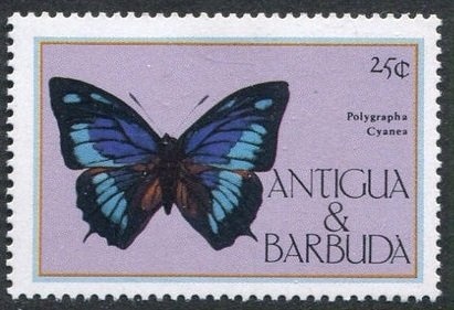 Greater Antillean Bullfinch (Loxigilla violacea)