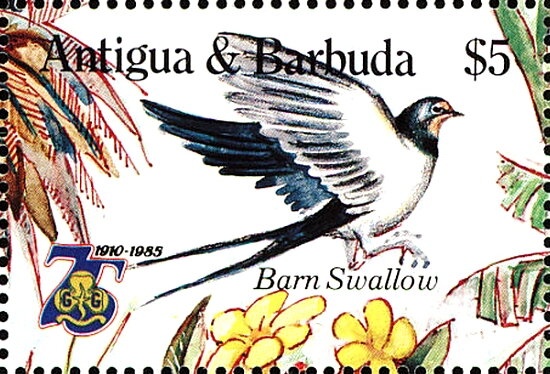 Blear Eye (Priacanthus arenatus)