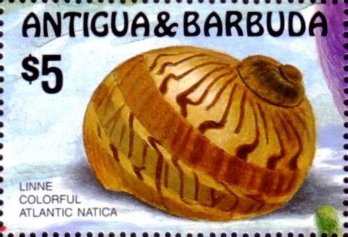 Fritz Walter, West Germany, 1954