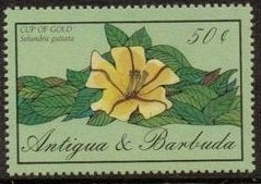 Double-crested Cormorant (Nannopterum auritum)