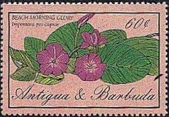 Flamboyant Tree (Delonix regia)