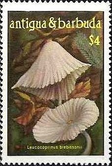 Oleander (Nerium oleander)