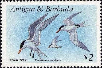 Green Mango and Parrot's Plantain