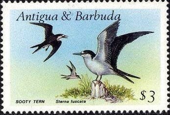 Needle Tidying up the House