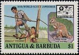 Laughing Gull (Larus atricilla)