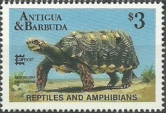 Hugo Sanchez, Mexico