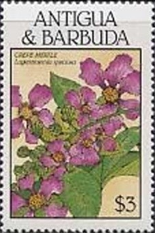 Neon Goby (Gobiosoma oceanops)