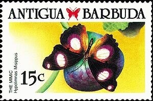 Fly-specked Cone (Conus stercusmuscarum)