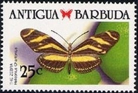 Yellowfin Grouper (Mycteroperca venenosa)