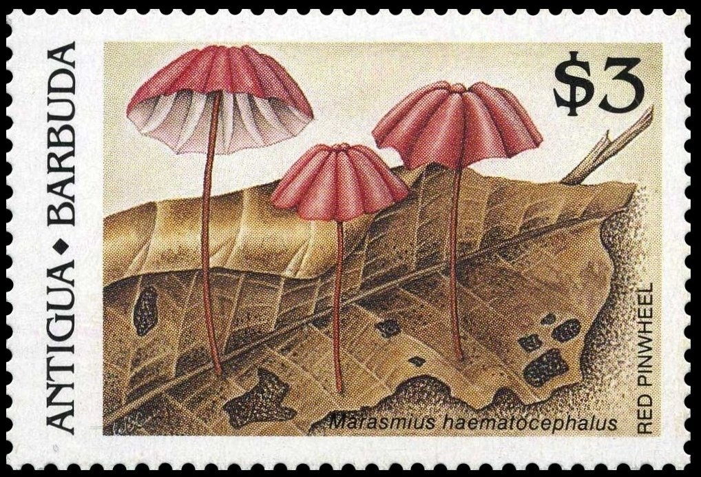 "Blackbeard" and Pirate Ketch