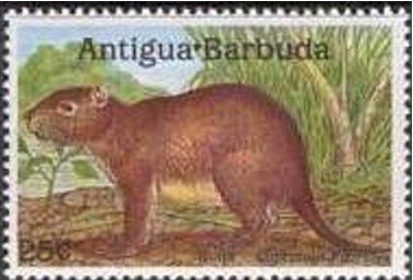 Veined Swordtail (Graphium leonidas)