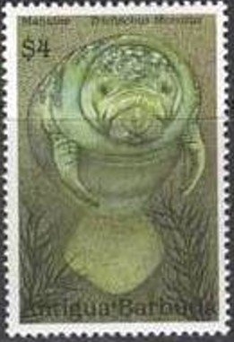 Violet (Viola odorata)