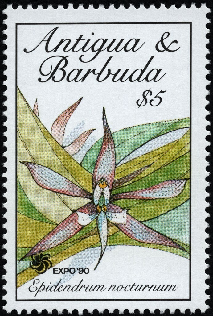 Blue-hooded Euphonia (Euphonia musica)