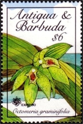 The History of the World Cup