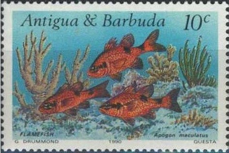 Barn Swallow (Hirundo rustica)