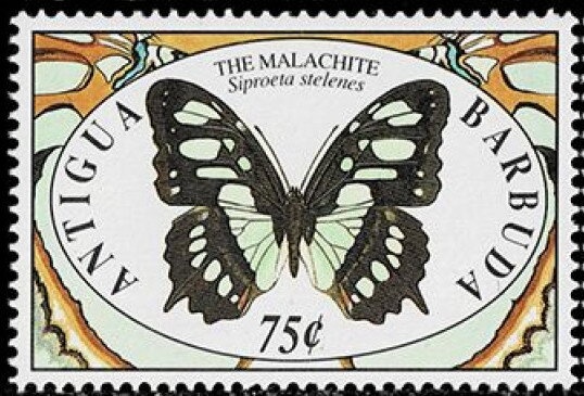 Sooty tern (Onychoprion fuscatus)