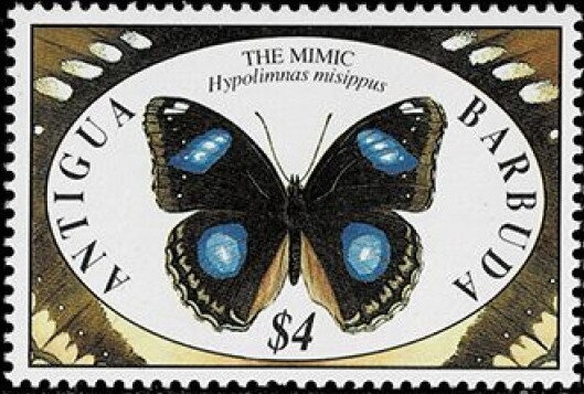 Man-o'-War (Fregata magnificens) - Overprinted