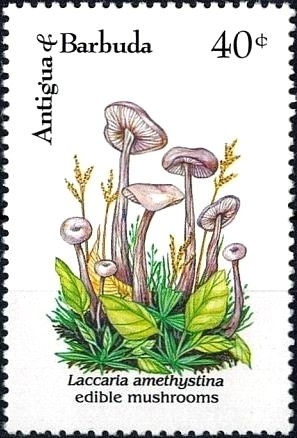 Boy Holding Binoculars