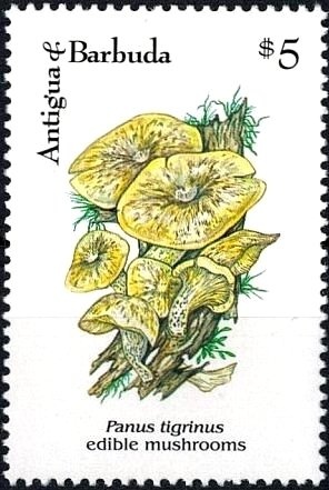 Pre-Columbian Arawak Society