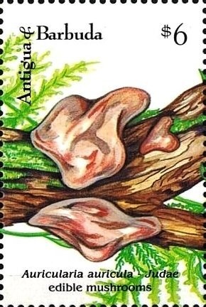 Panaeolus sphinctrinus