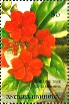 "Bride with Fan", 1911