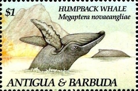 Fantastic Least Gecko (Sphaerodactylus fantasticus)