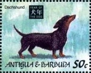 Boisduval's False Acraea (Pseudacraea boisduvali)