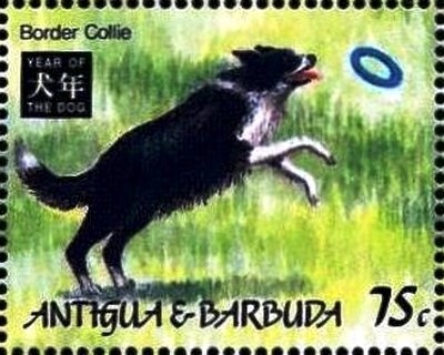 Domestic Animals Puppies