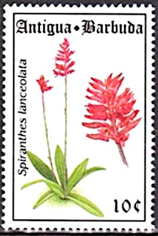 "Montgomery" (American Brig)