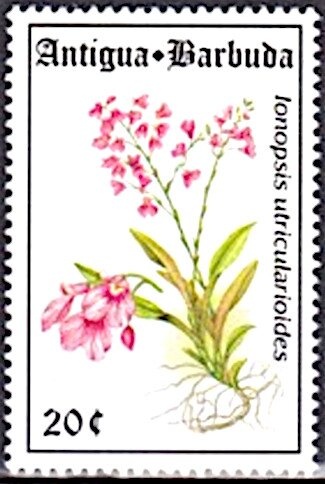 Polydamas Swallowtail (Battus polydamas)