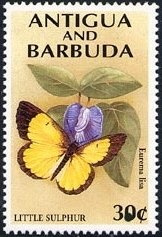 Pair of Tyrannosaurus