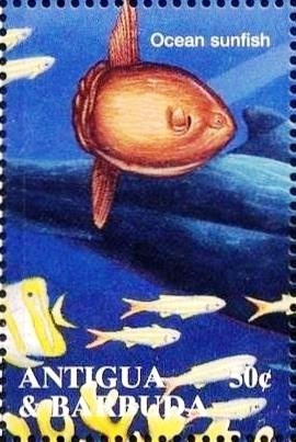 Ruddy Duck (Oxyura jamaicensis)