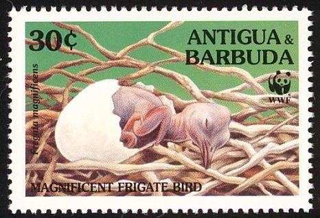 Ullida Rawlins Gill (International Vice President)