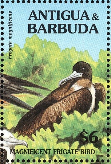 Hibiscus (Hibiscus rosa sinensis)