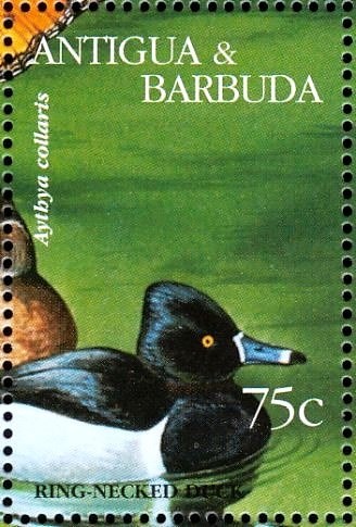 Lemon (Citrus limon)