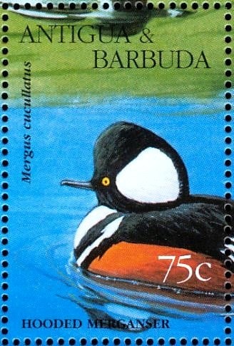 White-tailed Tropicbird (Phaethon lepturus)