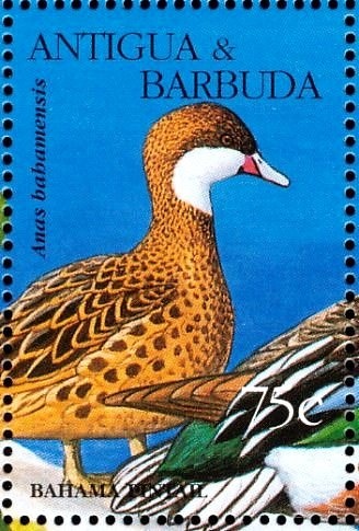 Pink Dogwood (Cornus florida rubra)