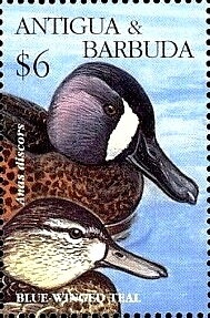 Emperor Nautilus (Nautilus pompilius)