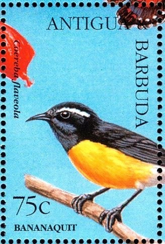 Loggerhead Kingbird (Tyrannus caudifasciatus)