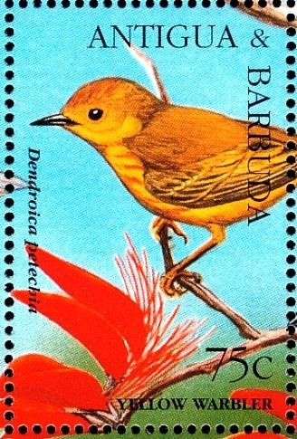 Hawksbill Turtle (Eretmochelys imbricata)