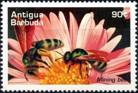 Donald at Adventureland