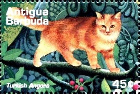 Bougainvillea (Bougainvillea spectabilis)