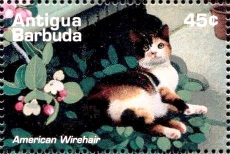 Purple-throated Carib (Eulampis jugularis)