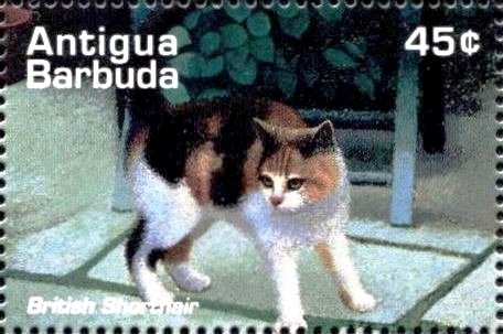 King Eider (Somateria spectabilis)