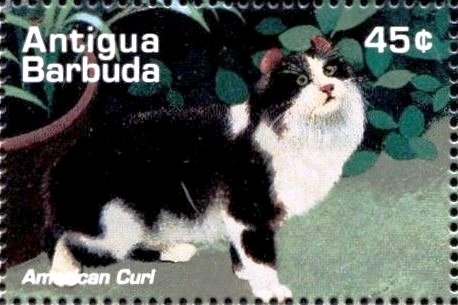 Moth (Composia credula)