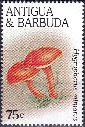 Shoveler (Spatula clypeata)