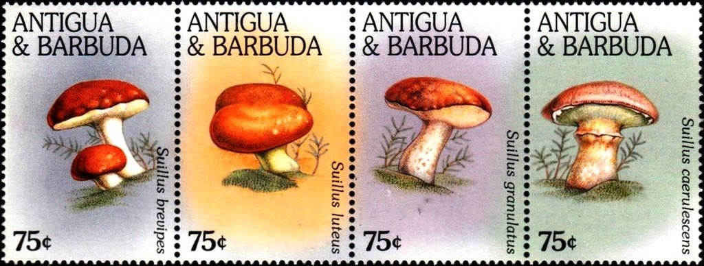 Roberto Baggio, Italy