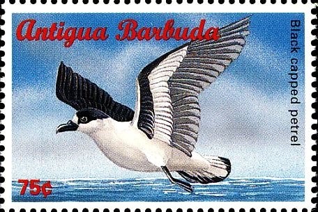 Mexicoa ghiesbreghtiana